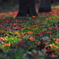 草露の花