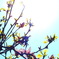 花　Scene01