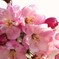 ピンクの桜