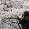 満開の桜に見とれる女性に見とれる私