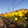 ひるがの高原SA　下り線の花壇