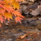 紅葉と小川