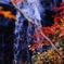 紅葉と滝