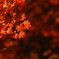 紅き葉