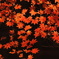 紅葉群
