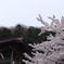 寺とさくら