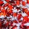紅葉　１