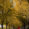 Goodbye Fall