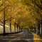 Goodbye Fall