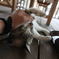旅先の猫