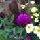IMGP0696
