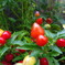 IMGP0697