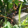 IMGP0731