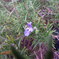 IMGP0732