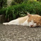 ぐうたら猫