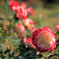 秋の淡い赤い薔薇