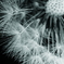 WATAGE