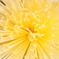 菊の花