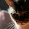 photo_1497781