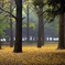雨の日の公園
