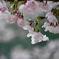 雨桜