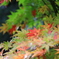 奥さん実家の紅葉
