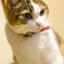 cat01
