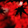 真紅