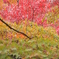 autumn 3colors