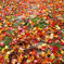 続く紅路