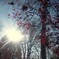 紅葉に雪