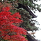 興福寺