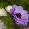 春の花