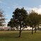 朝早くに撮った大島小松川公園の木です。