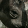 Animal eyes