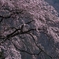 しだれ桜