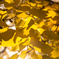 20111120-DSC_0274