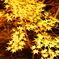少し早い紅葉