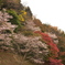 桜と紅葉