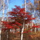 八千穂の紅葉