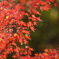 紅葉亭の撮った紅葉