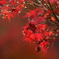 紅葉亭の紅葉