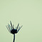 Cosmos