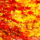 紅黄