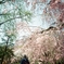 二条城の庭園