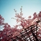 清水の桜