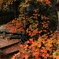 紅の宴