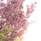 八重桜