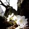 次の芽
