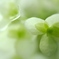 名を知らなくても花は咲く